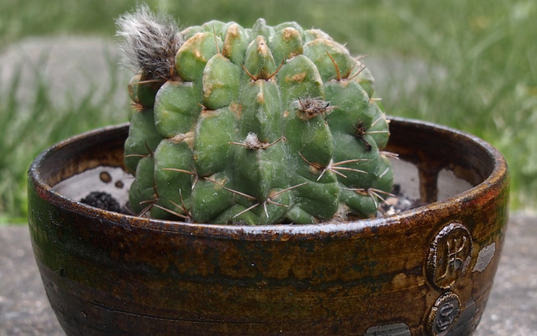„Bursztynowa” doniczka na kaktusa